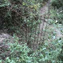 Arbre presoner