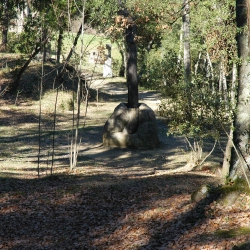 Naixement de la vida-arbre